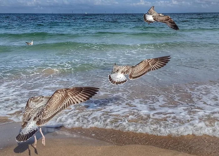 Andreea 2* Eforie Nord