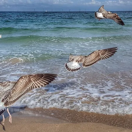 Andreea 2* エフォリエ・ノルド